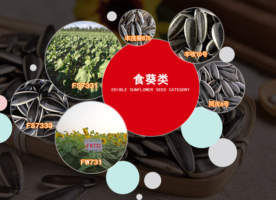 食葵类